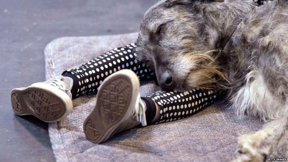 A Irish Wolfhound rests during the first day of the Crufts dog show in Birmingham