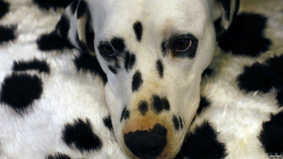 A Dalmatian rests its head on a pillow at the Crufts dog show