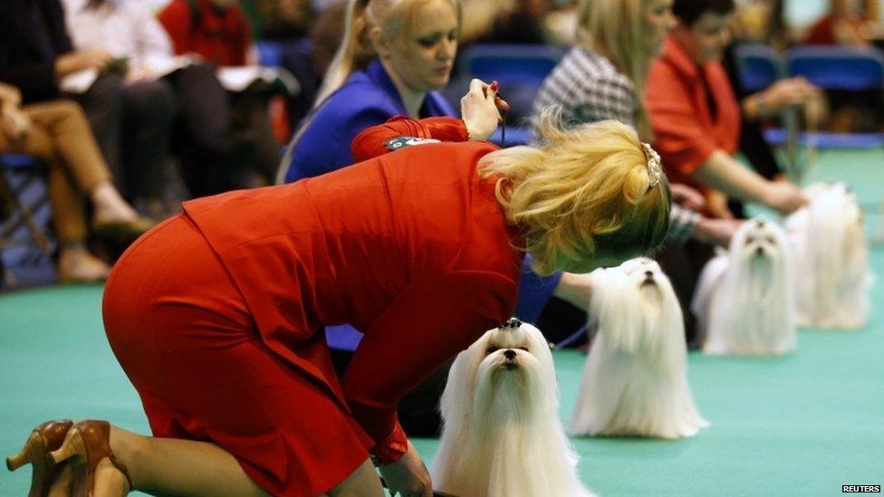 Maltese dogs are lined up for the judge during the second day of the Crufts Dog Show in Birmingham