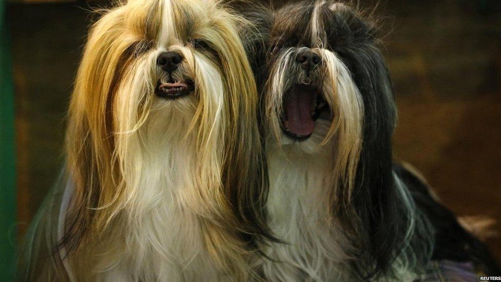 Shih Tzu dogs await judging during the second day of the Crufts dog Show