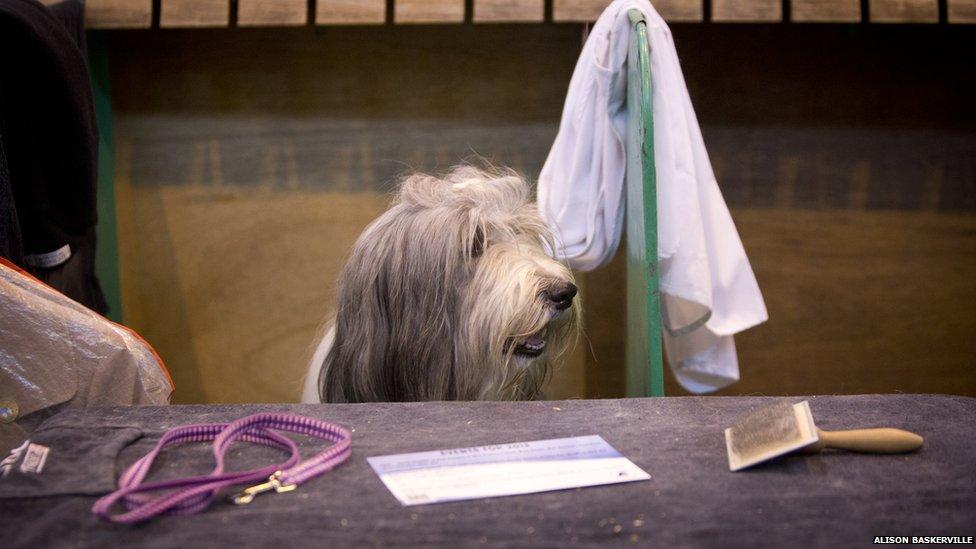 A bearded collie keeps a watchful eye in between pampering sessions at Crufts.