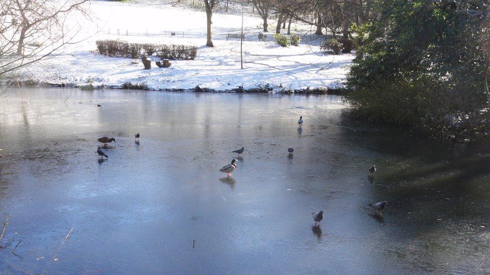 Ducks on frozen pond