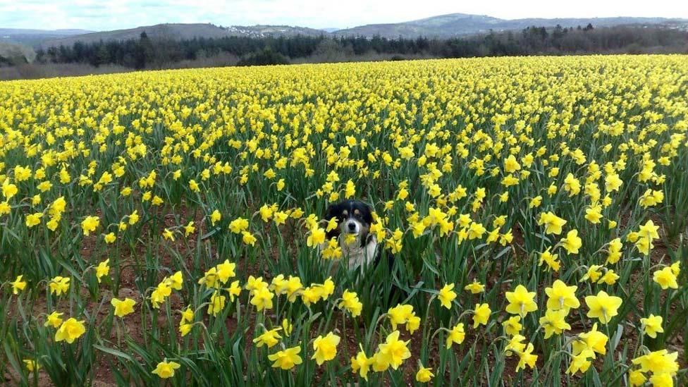 Taffy the sheepdog