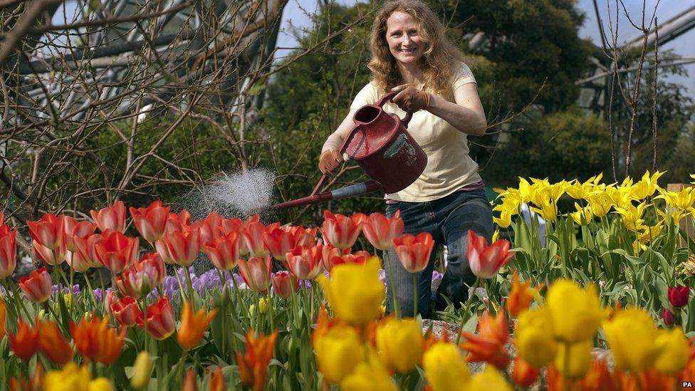 Handout photo issued by the Eden Project of supervisor Catherine Cutler, tending to the array of tulips in the Mediterranean Biomeo at the Eden Project in Cornwall