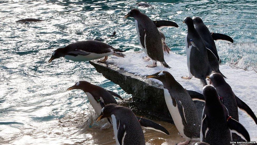 The zoo's penguin have been reintroduced to the pool over the past few weeks and have started to use the new facilities, such as the diving board