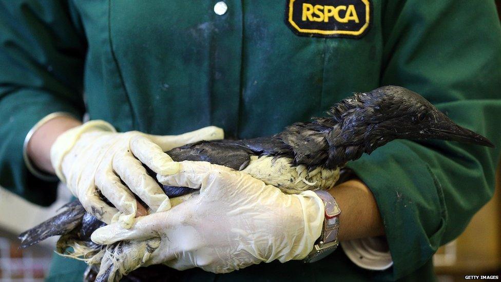 Staff at the RSPCA West Hatch Wildlife Centre hold a guillemot that has been covered in margarine to help clean it