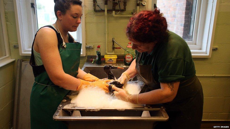 Wildlife care assistants Emily Atkinson and Karen Noble wash a stricken guillemot