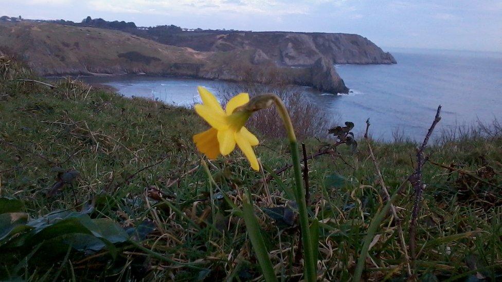 Daffodil at Three Cliffs Bay