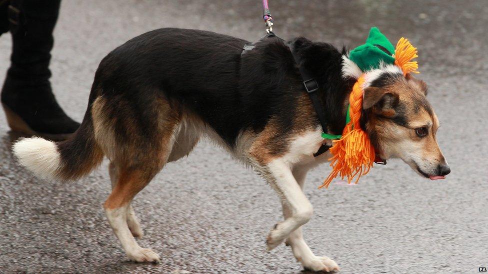 Dog with Oirish hat