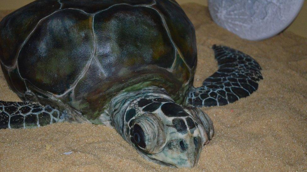 Vanilla sponge turtle cake