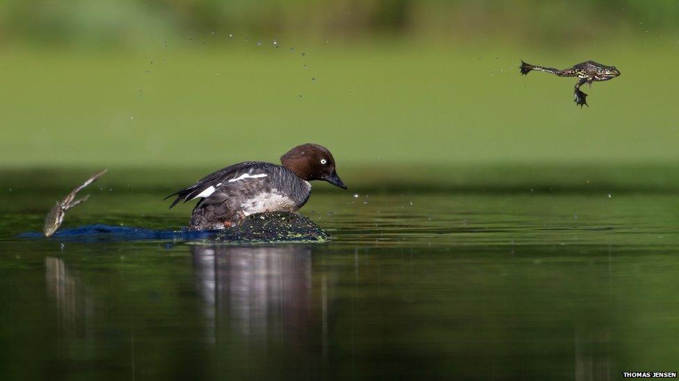 Frogs jumping free of log as duck arrives