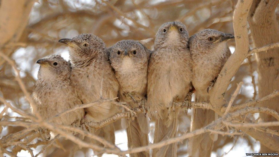 Arabian babbler group