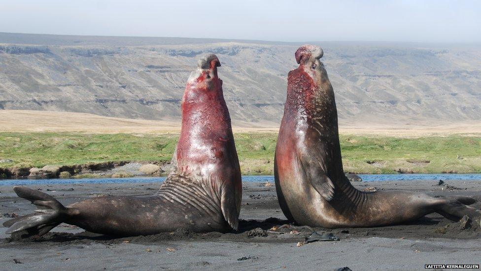 Male Southern elephant seals locked in battle