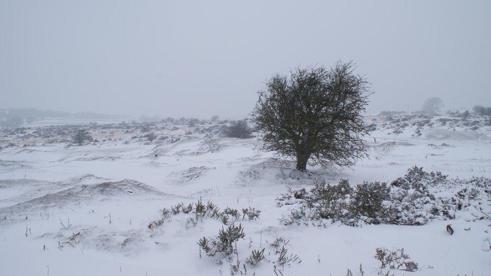 Eira'n lluwchio ar fynydd Helygain yn Sir y Fflint.