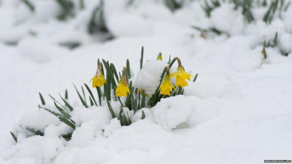 Daffodils in the snow in Rowen, Conwy Valley