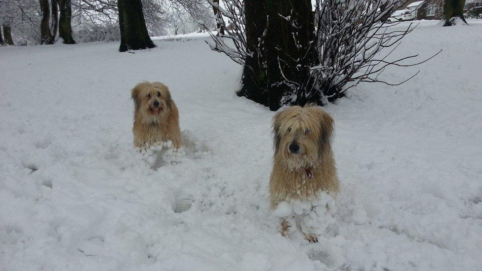 Dogs in the snow. Photo: Sylvain Puyau