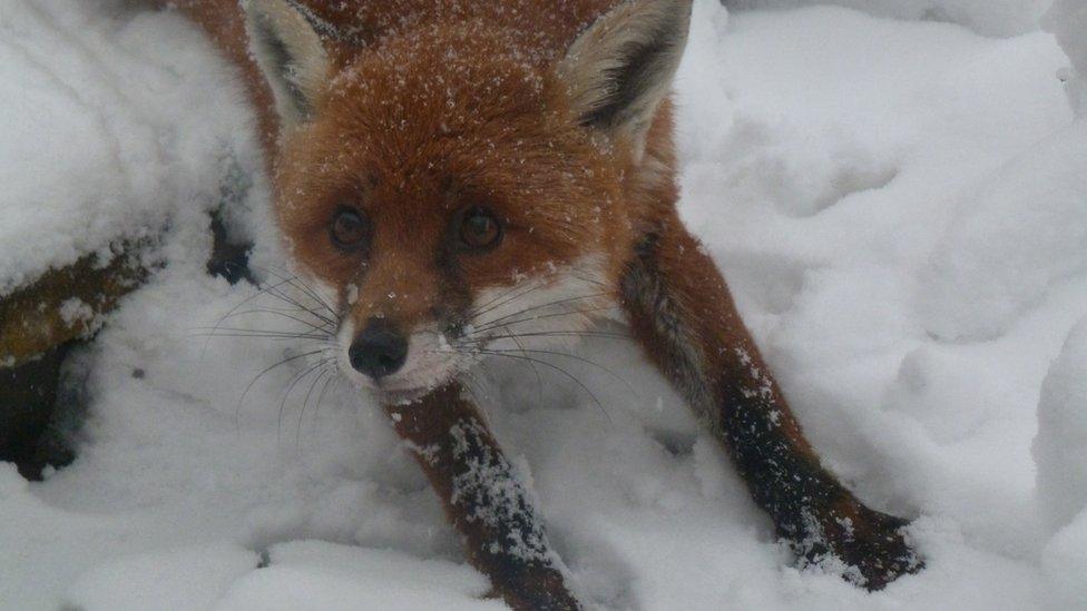 Fox. Photo: Louise Selman