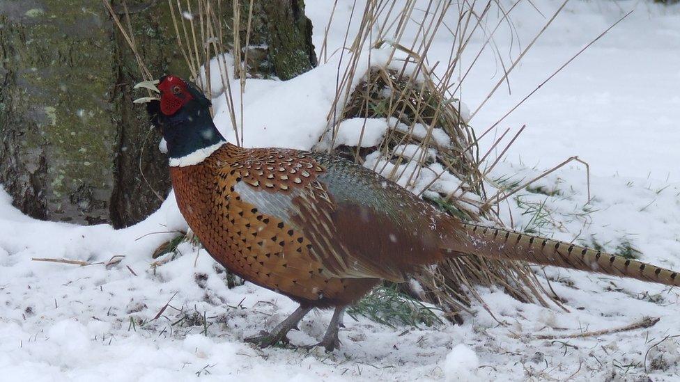 Pheasant. Photo: Tim Dennis