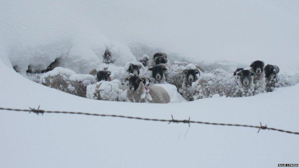 Sheep in snow on the Isle of Man