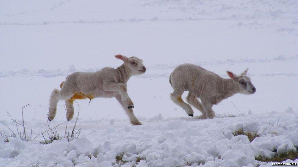 Lambs in Dumfries and Galloway