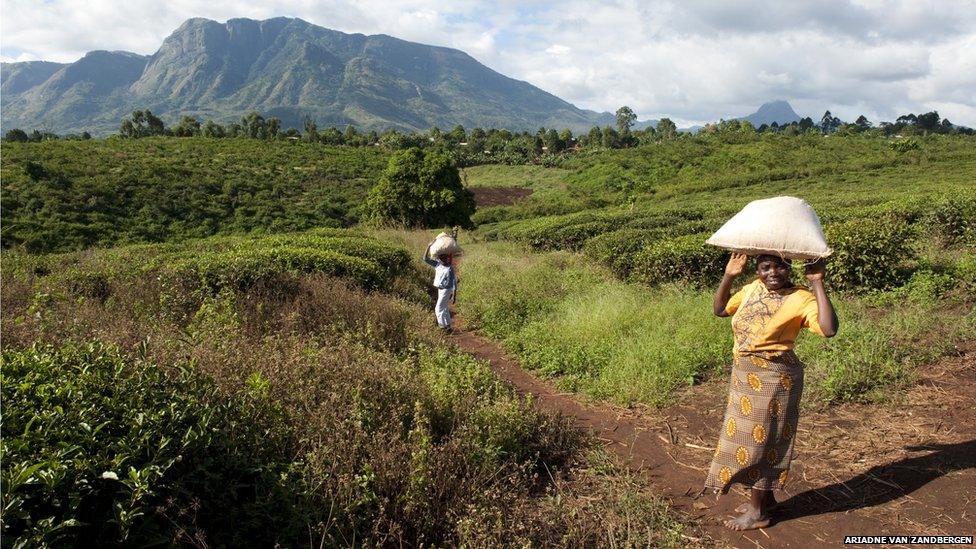 People crossing a tea plantation in Gurue province. Mozambique agriculture remains underdeveloped.