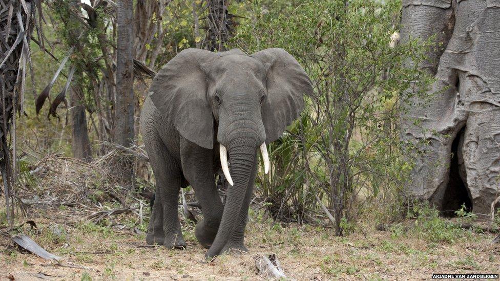 Elephant in the Niassa Game Reserve, Mozambique
