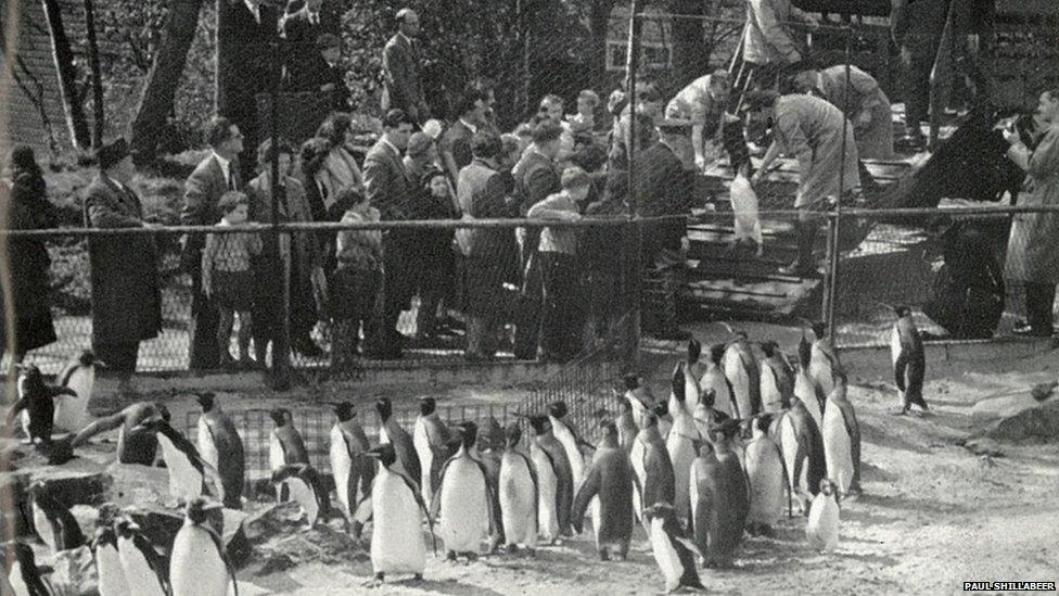 Penguins