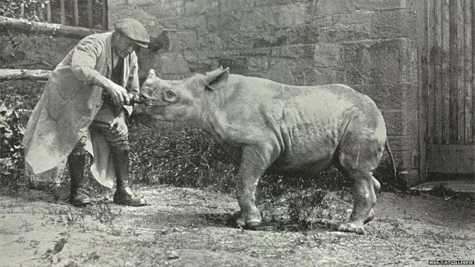 Baby rhinoceros being fed