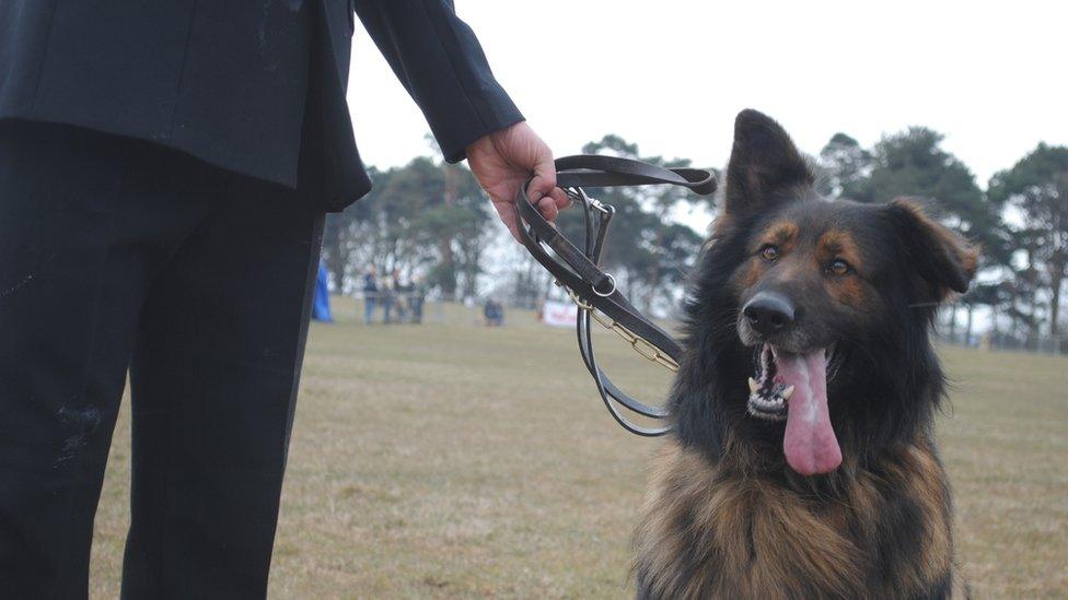 Yorkshire police dog Diesel