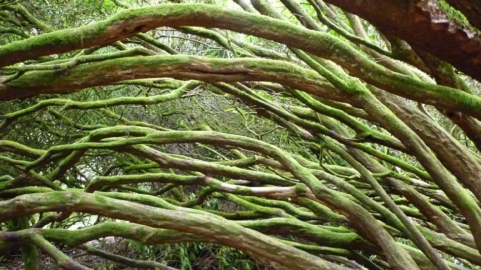 Rhododendron branches