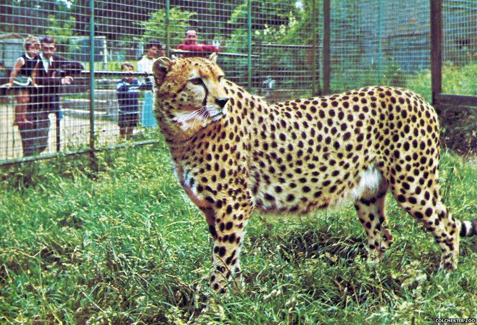 Female cheetah called Kinna who lived at Colchester Zoo all through the 1960s. Like Rajah the lion, Frank Farrar often used to walk her around the zoo on a leash.