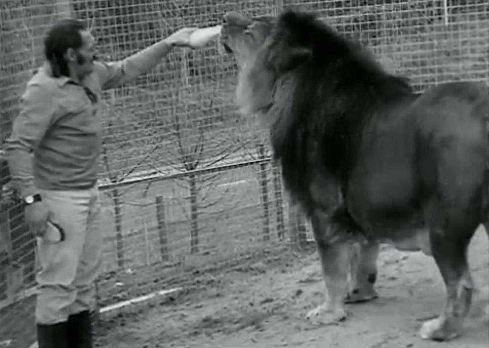 A man named Nyoka came to live at Colchester Zoo in 1970, bringing with him his large collection of big cats and reptiles. This picture comes from a short feature by the BBC about Nyoka at Colchester Zoo. The lion is Simba, who weighed about 60 stone and remains to this day in the Guinness Book of Records as the world’s largest captive lion.