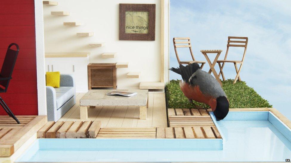 A male Bullfinch enjoying the infinity dipping pool in a luxury birdhouse.