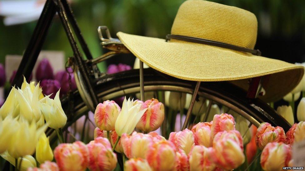 A bicycle makes up part of a display of Dutch tulips