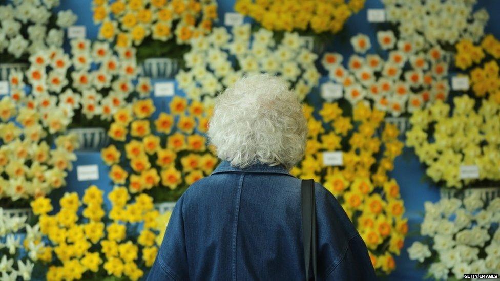 A woman views a display of daffodils at the Harrogate Spring Flower Show