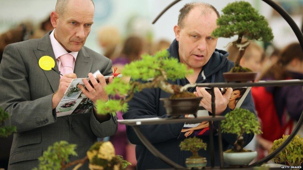 Judges cast their expert eyes over bonsai trees at the Harrogate Spring Flower Show