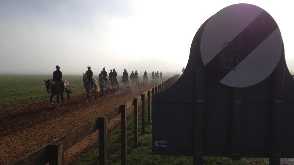 Mornings in this Suffolk town see thoroughbreds put through their paces at one of about 30 gallops. At Warren Hill, where the world's top-rated racehorse Frankel strutted his stuff before retirement in October 2012, a road dissects the lush grassy areas. Racehorses can reach speeds of 30mph, well inside the national limit for car drivers