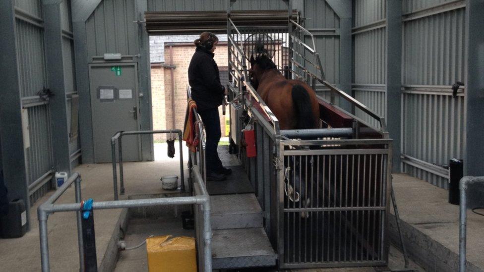 Just like humans, horses can also go on treadmills to keep fit . Maureen Haggas, wife of trainer William, explains they travel on a six-degree incline in three two-minute stretches at 36mph and enjoy the safety of a level surface rather than potentially uneven ground