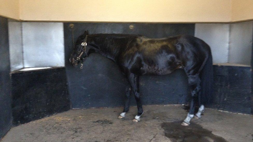 At the National Stud, stallion Dick Turpin is cleaned and preened ready for his date in the breeding shed. This picture was taken 30 minutes before he meets his mare. If all goes well, it should be all over in 30 seconds