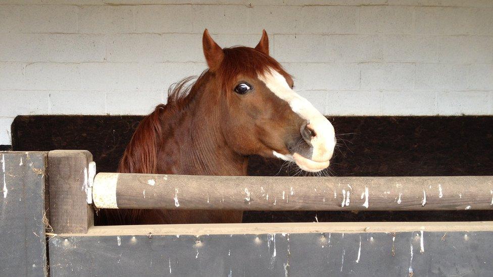 This teaser, who is looking somewhat sceptical, is called Roger. He is effectively the warm-up act for the main event - the stallion, who might 'cover' three mares a day at stud