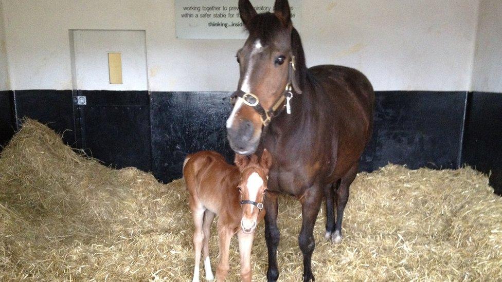 A newborn foal with her mother just two days after being born at the National Stud in Newmarket. The breeding season runs mainly from mid-February to June, with full-term pregnancies lasting 11 months