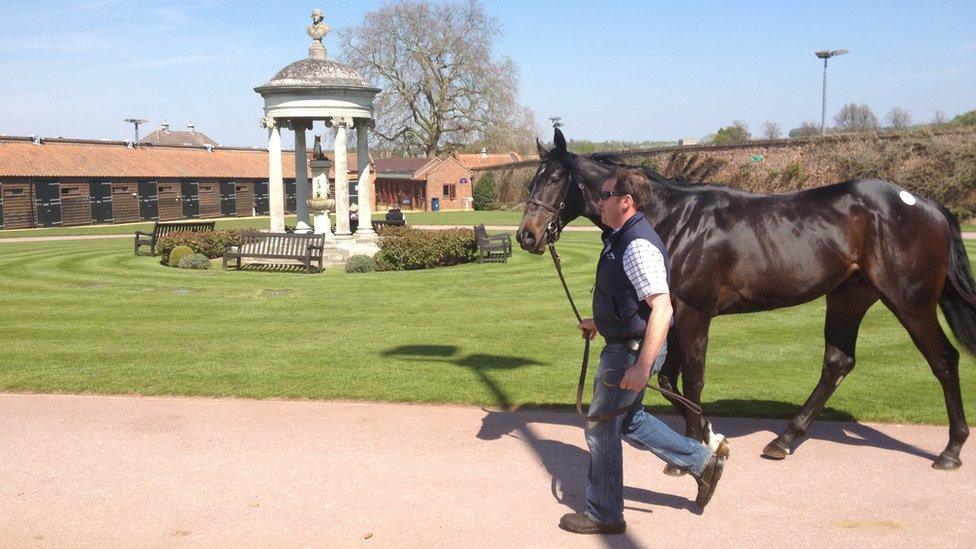 Over at the Tattersalls sales, a horse is paraded before entering the auction ring where buyers from all over the world will bid for what they hope may be a Classic winner of the future