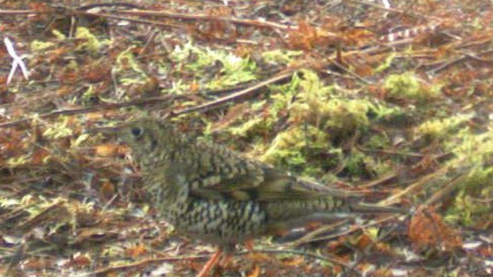 White's thrush