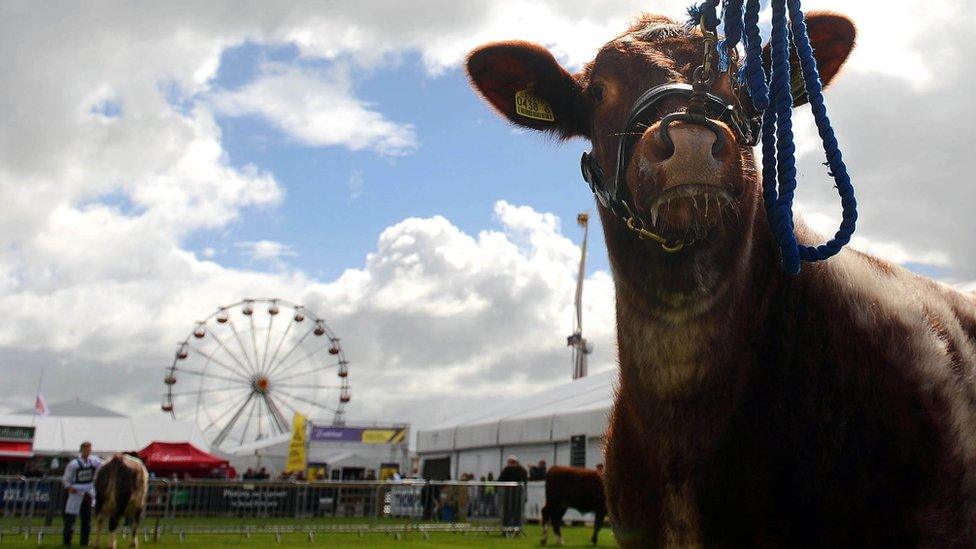 Among the events taking place are a variety of livestock displays and a children's farm