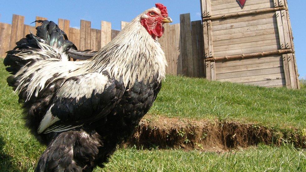 Little John the Brahma cockerel