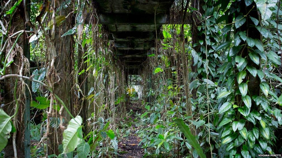 Overgrown buildings at Gorgona