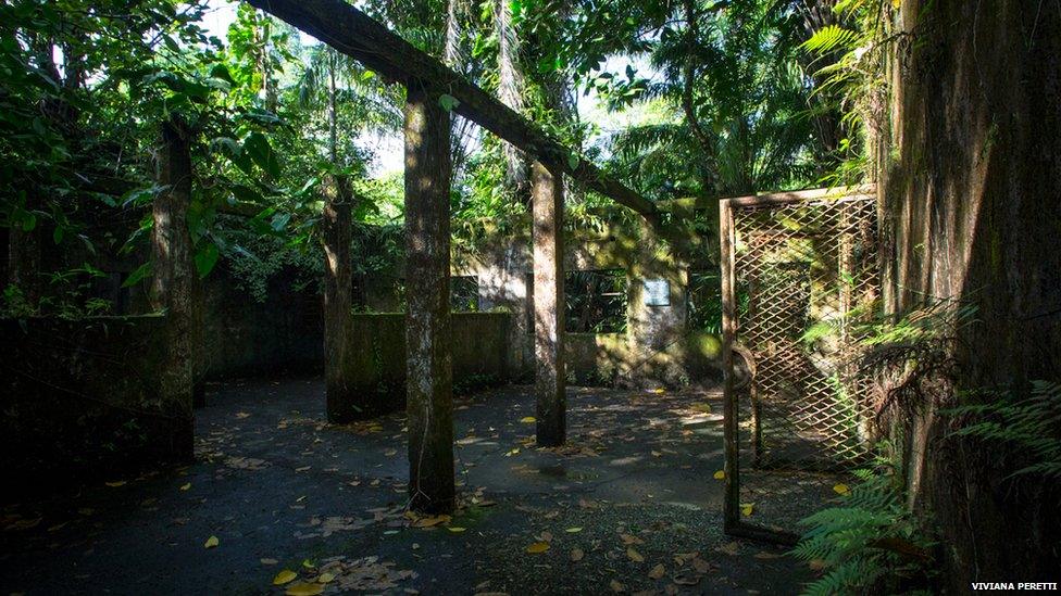 Overgrown barracks on Gorgona island