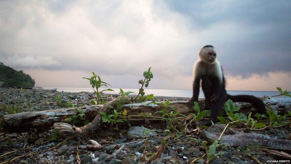 Monkey on the island of Gorgona