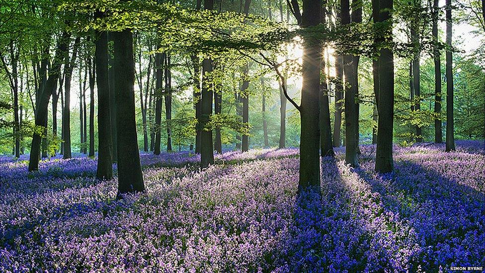 Micheldever Woods, Hampshire by Simon Byrne