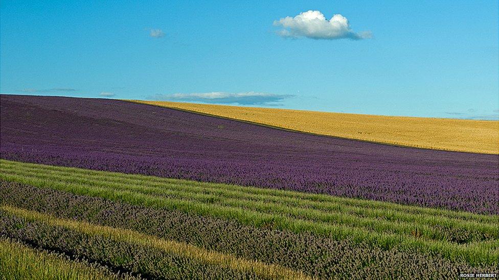 Golden Evening at Hitchin Lavender, Hertfordshire by Rosie Herbert